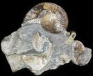 Hoploscaphites Ammonite Cluster- South Dakota #46868-1